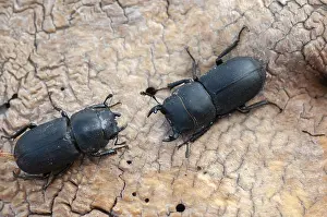 Coleotteri Cervo Stampe: Barkschroter, Dorcus parallelipipedus