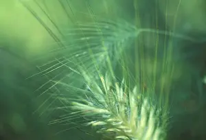 Close Up Barley Stampe: Barley