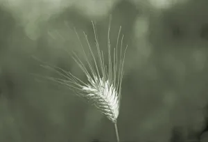 Grain Ear Photography Stampe: Barley