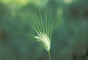 Grain Ear Photography Stampe: Barley
