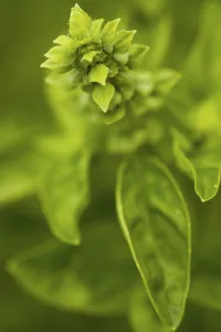 Fragrant Herb Plant Stampe: Basil in bloom