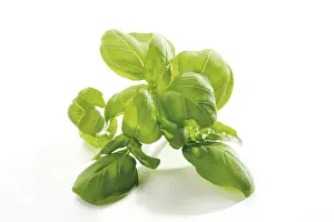Fresh Basil Stampe: Basil (Ocimum basilicum)