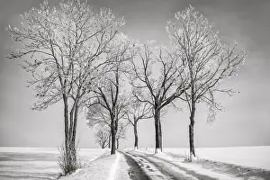 Deserted Winter Landscape Stampe: BaumAllee