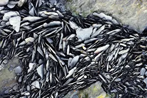 Close Up Nature Stampe: Detail from a beach