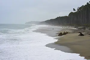 South Island Nature Scene Stampe: Beach with forest in the background