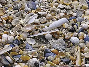 Uninhabited Shoreline Scenes Stampe: On the beach, shells, shell beach