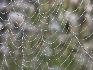 Autumnal Atmosphere Stampe: Bead net