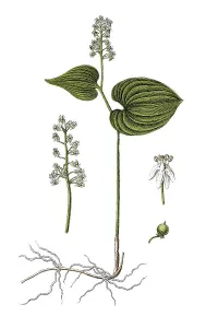Medicinal Herb Illustration Stampe: Bead-ruby (Convallaria bifolia)