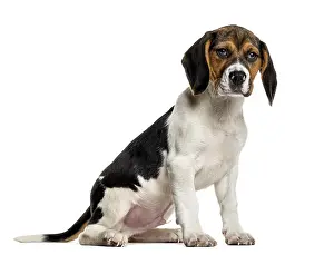 Hunting Dog Stampe: Beagle in front of white background
