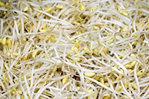Healthy Eating Vegetables Stampe: Bean sprouts