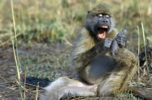 Africa Animal Behaviour Stampe: Bear baboon