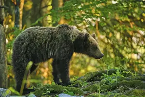 Immagini Correlate Stampe: Un orso nella foresta.