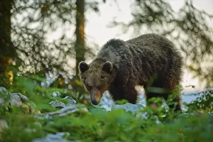 Immagini Correlate Stampe: Un orso nella foresta al tramonto.