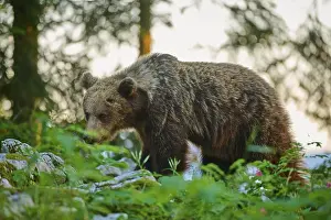 Orso Bruno Stampe: Un orso nella foresta al tramonto.