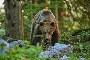 Orso Bruno Stampe: Un orso che guarda direttamente lo spettatore.