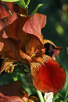 Bearded Iris Stampe: Bearded Iris