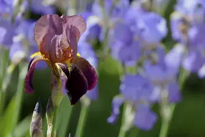 Close Up Flower Photos Stampe: Bearded Iris, Iris barbata hybrid (Iris)
