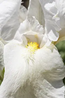 Beautiful Garden Blooms Stampe: Beautiful multicolored iris flower bloom in the garden