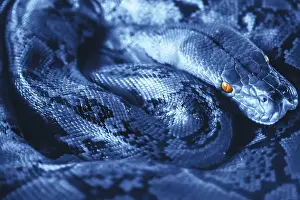 Sulawesi Island Animals Stampe: Beautiful Python in bright blue color