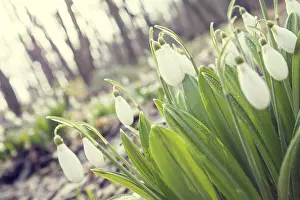Morning Light Atmosphere Stampe: Beautiful springtime background