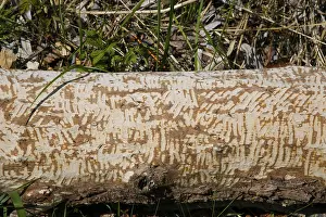 Nature Conservation Germany Stampe: Beaver bite, beaver damage, tree trunk