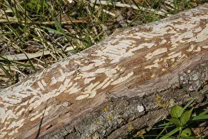 Tree Trunk Bite Marks Stampe: Beaver bite, beaver damage, tree trunk