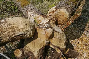 Tree Trunk Bite Marks Stampe: Beaver bite, beaver damage, tree trunk