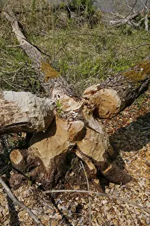 Nature Conservation Germany Stampe: Beaver bite, beaver damage, tree trunk