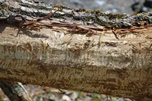 Nature Conservation Germany Stampe: Beaver bite, beaver damage, tree trunk