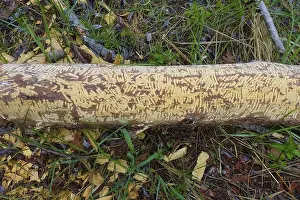 Nature Conservation Germany Stampe: Beaver bite, beaver damage, tree trunk