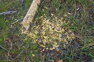 Nature Conservation Germany Stampe: Beaver bite, beaver damage, tree trunk