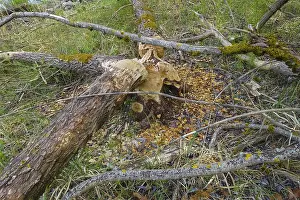 Tree Trunk Bite Marks Stampe: Beaver bite, beaver damage, tree trunk