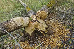 Nature Conservation Germany Stampe: Beaver bite, beaver damage, tree trunk
