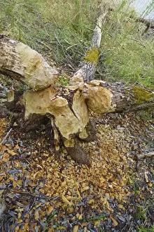 Nature Conservation Germany Stampe: Beaver bite, beaver damage, tree trunk