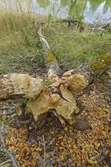 Nature Conservation Germany Stampe: Beaver bite, beaver damage, tree trunk