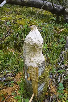 Nature Conservation Germany Stampe: Beaver bite, beaver damage, tree trunk