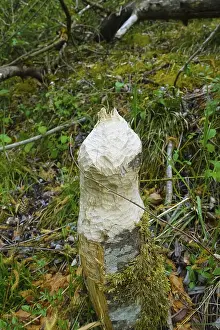 Nature Conservation Germany Stampe: Beaver bite, beaver damage, tree trunk
