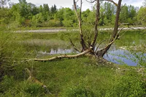 Nature Conservation Germany Stampe: Beaver bite, beaver damage, tree trunk
