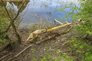 Nature Conservation Germany Stampe: Beaver bite, beaver damage, tree trunk