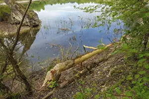 Nature Conservation Germany Stampe: Beaver bite, beaver damage, tree trunk