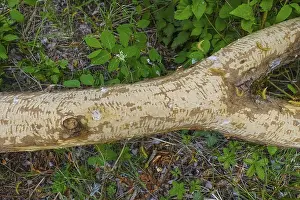 Nature Conservation Germany Stampe: Beaver bite, beaver damage, tree trunk