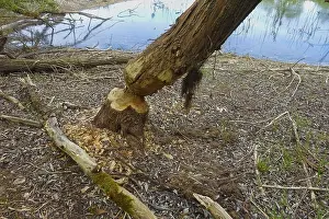 Nature Conservation Germany Stampe: Beaver bite, beaver damage, tree trunk