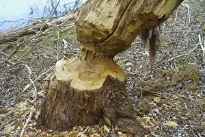 Nature Conservation Germany Stampe: Beaver bite, beaver damage, tree trunk