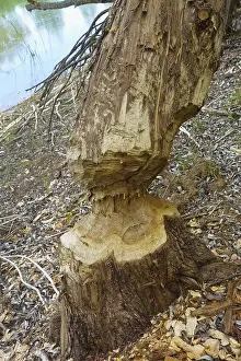 Tree Trunk Bite Marks Stampe: Beaver bite, beaver damage, tree trunk