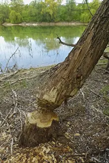 Nature Conservation Germany Stampe: Beaver bite, beaver damage, tree trunk