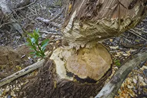 Tree Trunk Bite Marks Stampe: Beaver bite, beaver damage, tree trunk