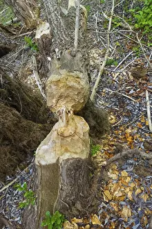 Nature Conservation Germany Stampe: Beaver bite, beaver damage, tree trunk
