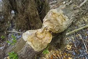 Tree Trunk Bite Marks Stampe: Beaver bite, beaver damage, tree trunk