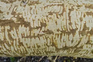 Nature Conservation Germany Stampe: Beaver bite, beaver damage, tree trunk