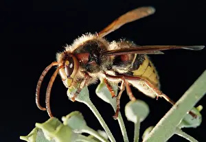 Nature Flight Images Stampe: Bee